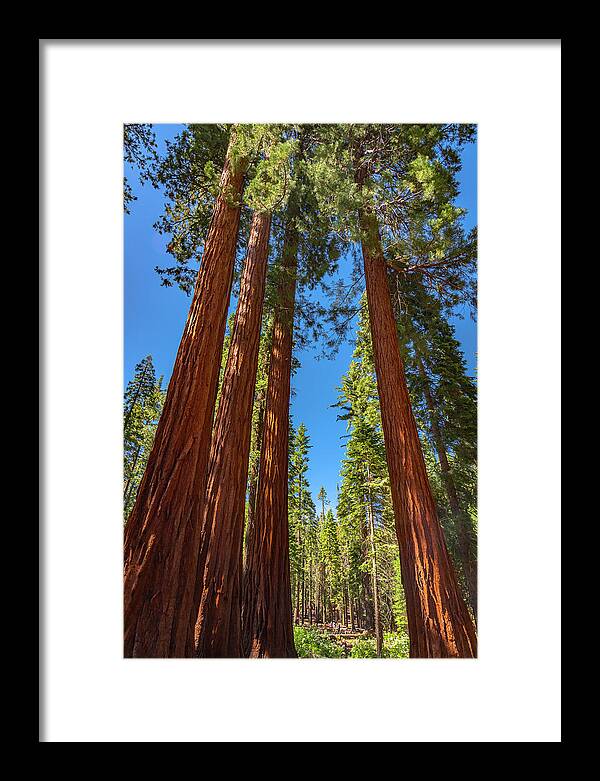 Darkness and Light Sequoia Trees - Framed Print