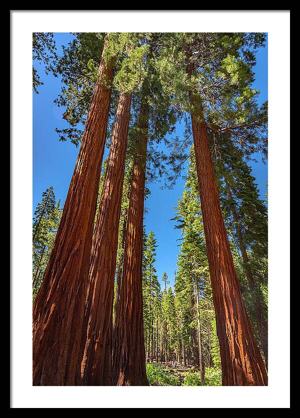 Darkness and Light Sequoia Trees - Framed Print