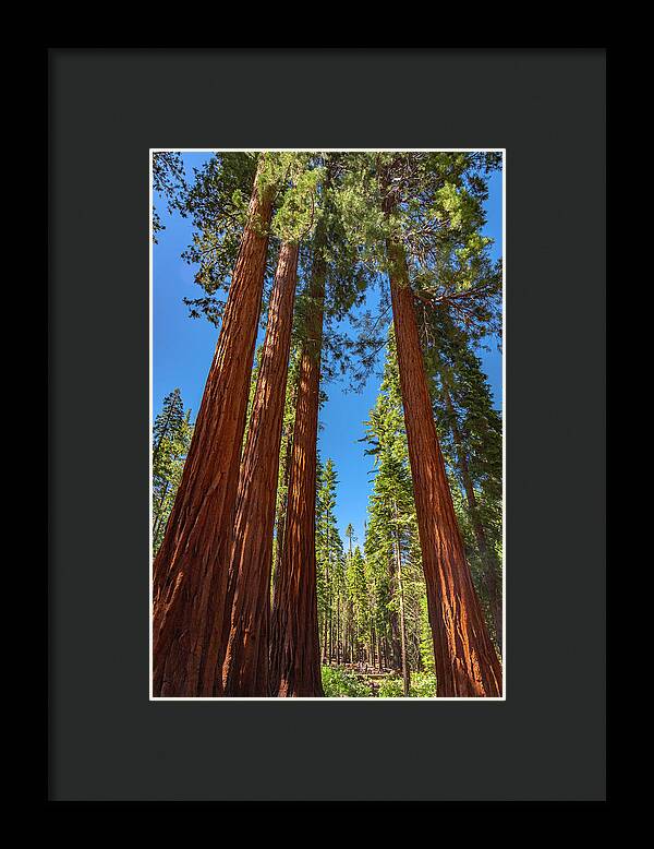 Darkness and Light Sequoia Trees - Framed Print