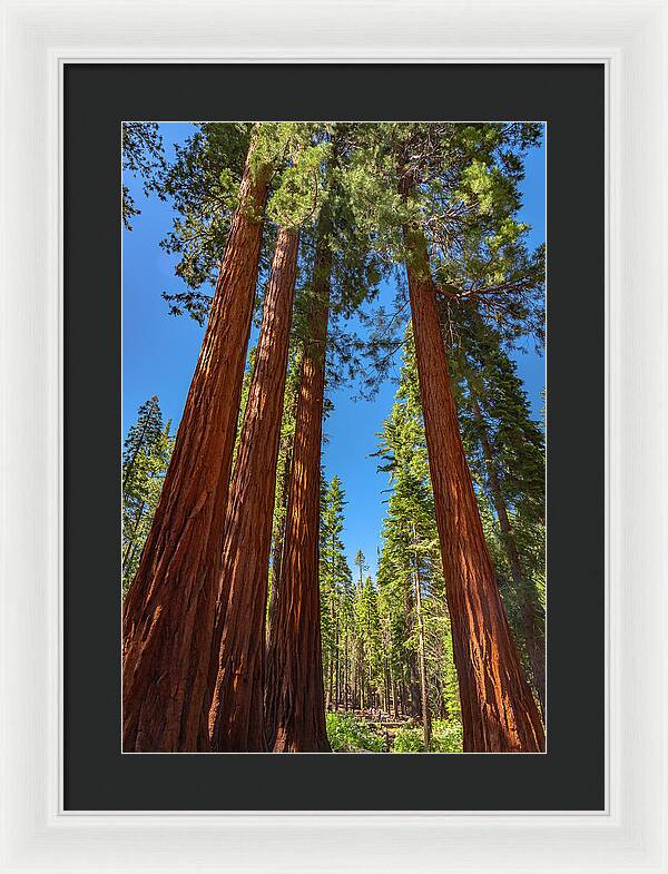 Darkness and Light Sequoia Trees - Framed Print