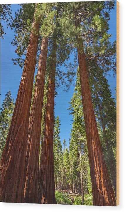Darkness and Light Sequoia Trees - Wood Print