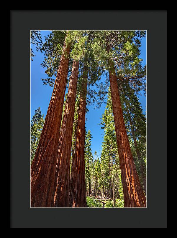 Darkness and Light Sequoia Trees - Framed Print