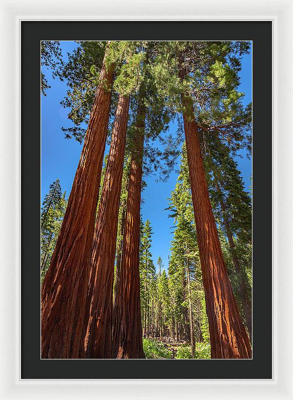 Darkness and Light Sequoia Trees - Framed Print