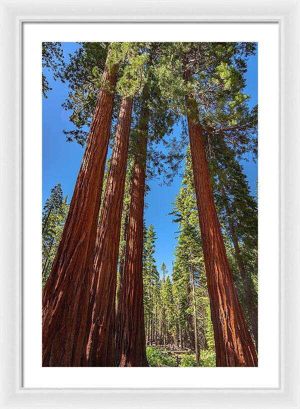 Darkness and Light Sequoia Trees - Framed Print