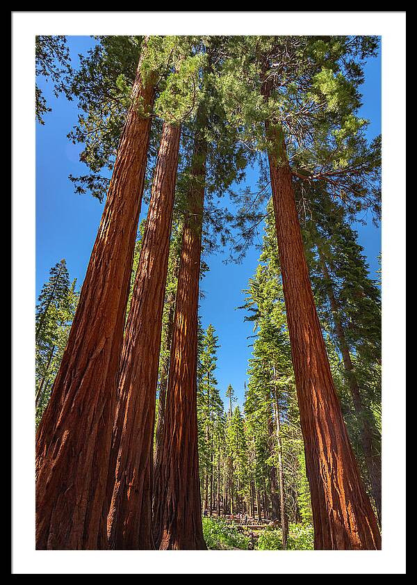 Darkness and Light Sequoia Trees - Framed Print