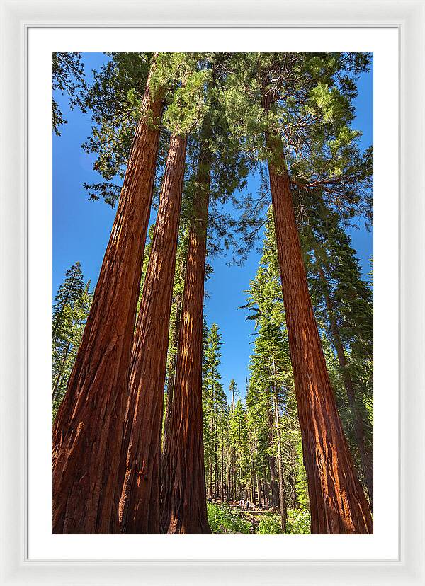 Darkness and Light Sequoia Trees - Framed Print