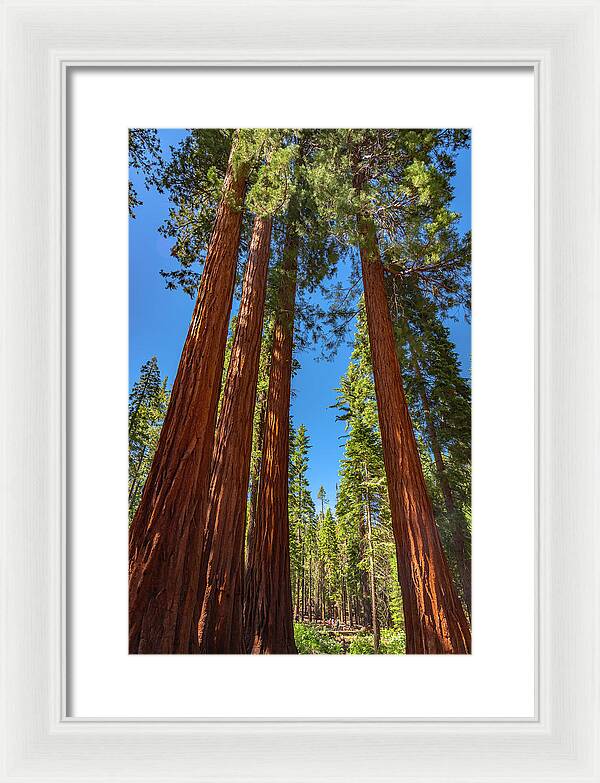 Darkness and Light Sequoia Trees - Framed Print