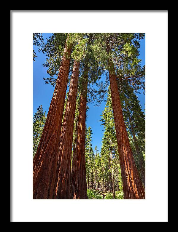 Darkness and Light Sequoia Trees - Framed Print
