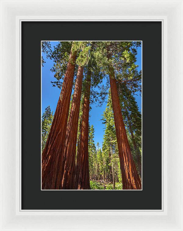 Darkness and Light Sequoia Trees - Framed Print