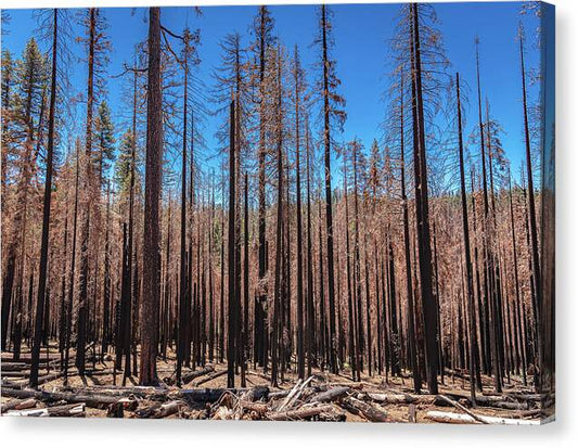 Dozens of Burned Pines Landscape - Canvas Print