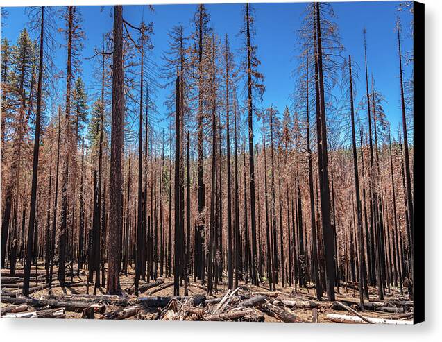 Dozens of Burned Pines Landscape - Canvas Print