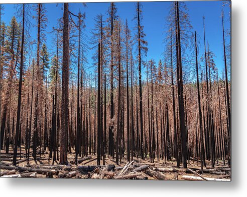 Dozens of Burned Pines Landscape - Metal Print
