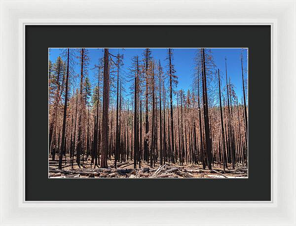 Dozens of Burned Pines Landscape - Framed Print