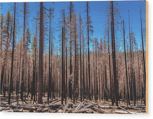 Dozens of Burned Pines Landscape - Wood Print