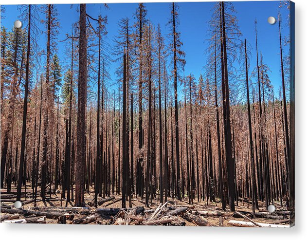 Dozens of Burned Pines Landscape - Acrylic Print