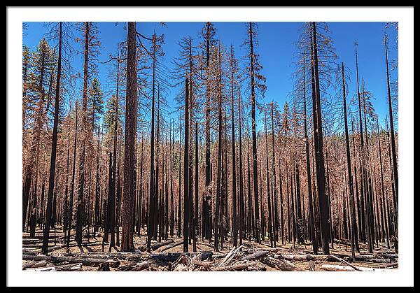 Dozens of Burned Pines Landscape - Framed Print