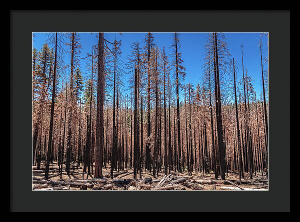 Dozens of Burned Pines Landscape - Framed Print