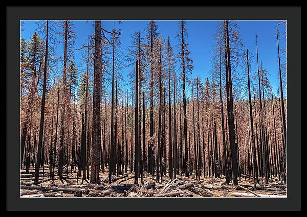 Dozens of Burned Pines Landscape - Framed Print