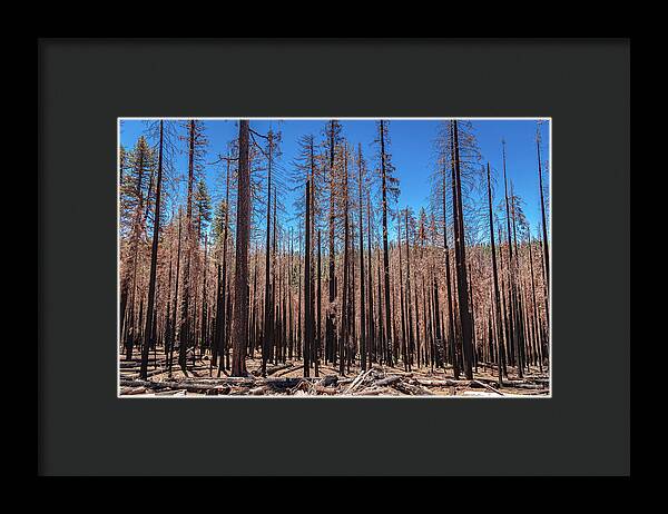 Dozens of Burned Pines Landscape - Framed Print