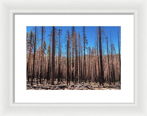 Dozens of Burned Pines Landscape - Framed Print