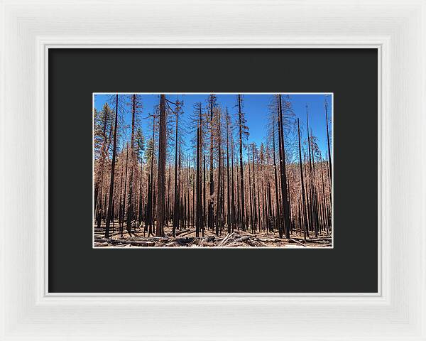 Dozens of Burned Pines Landscape - Framed Print