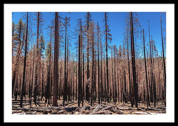 Dozens of Burned Pines Landscape - Framed Print