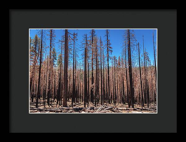Dozens of Burned Pines Landscape - Framed Print