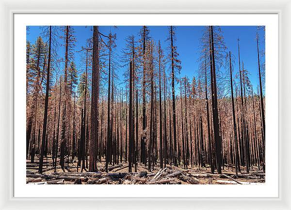 Dozens of Burned Pines Landscape - Framed Print