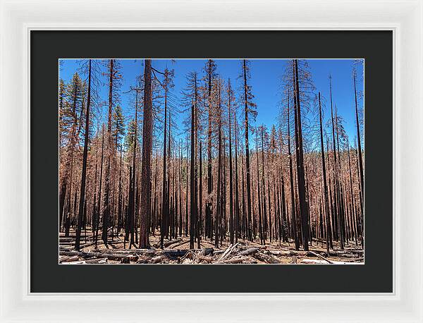 Dozens of Burned Pines Landscape - Framed Print