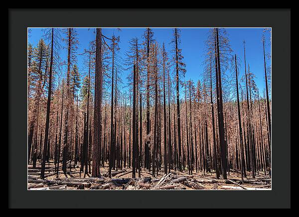 Dozens of Burned Pines Landscape - Framed Print