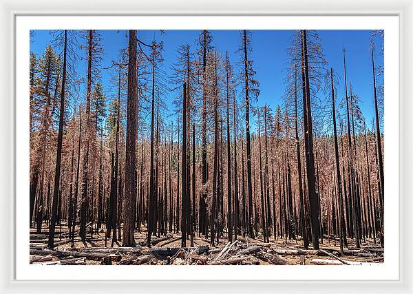 Dozens of Burned Pines Landscape - Framed Print