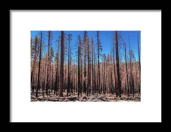 Dozens of Burned Pines Landscape - Framed Print