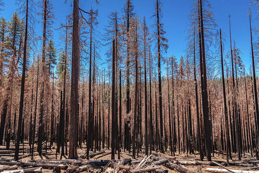 Dozens of Burned Pines Landscape - Art Print