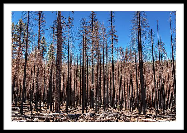 Dozens of Burned Pines Landscape - Framed Print
