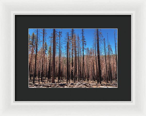 Dozens of Burned Pines Landscape - Framed Print