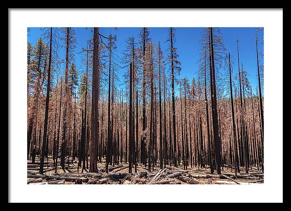 Dozens of Burned Pines Landscape - Framed Print