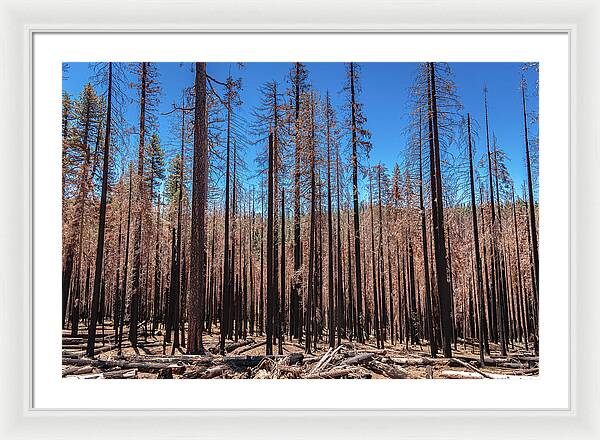 Dozens of Burned Pines Landscape - Framed Print
