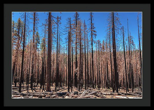 Dozens of Burned Pines Landscape - Framed Print