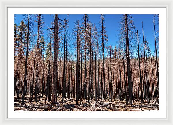 Dozens of Burned Pines Landscape - Framed Print
