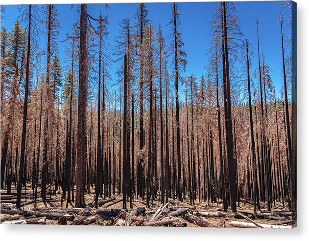 Dozens of Burned Pines Landscape - Acrylic Print