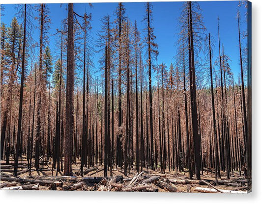 Dozens of Burned Pines Landscape - Acrylic Print
