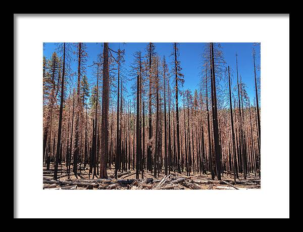 Dozens of Burned Pines Landscape - Framed Print