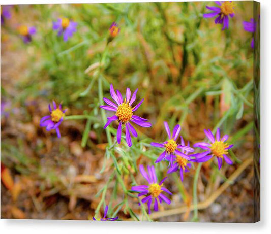 Dreamy Purple and Yellow Flowers Landscape - Canvas Print