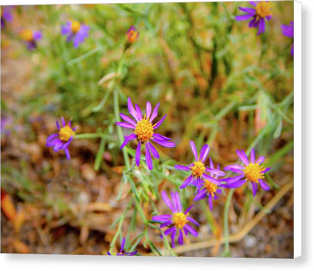 Dreamy Purple and Yellow Flowers Landscape - Canvas Print