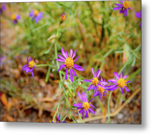 Dreamy Purple and Yellow Flowers Landscape - Metal Print