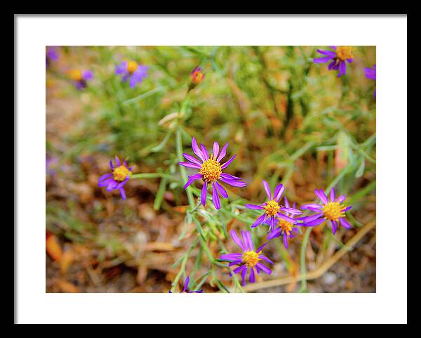 Dreamy Purple and Yellow Flowers Landscape - Framed Print