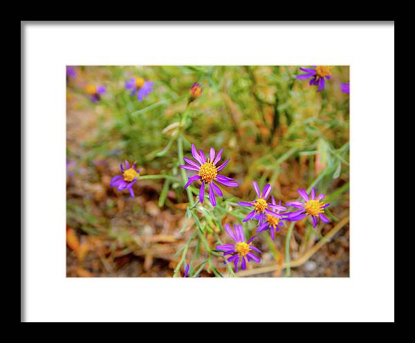 Dreamy Purple and Yellow Flowers Landscape - Framed Print
