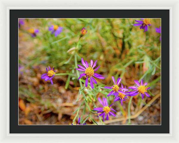 Dreamy Purple and Yellow Flowers Landscape - Framed Print