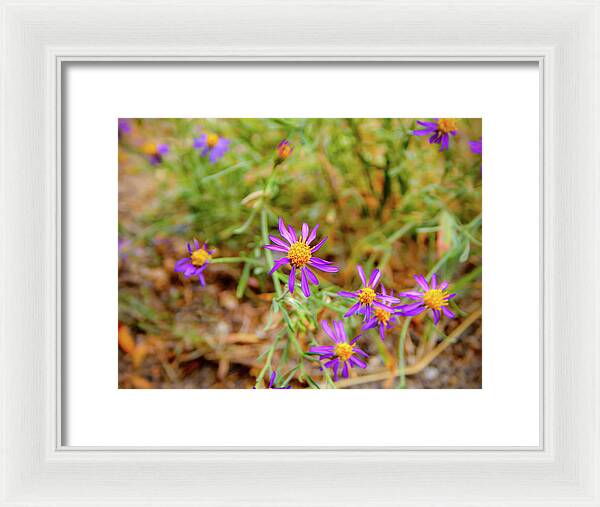 Dreamy Purple and Yellow Flowers Landscape - Framed Print