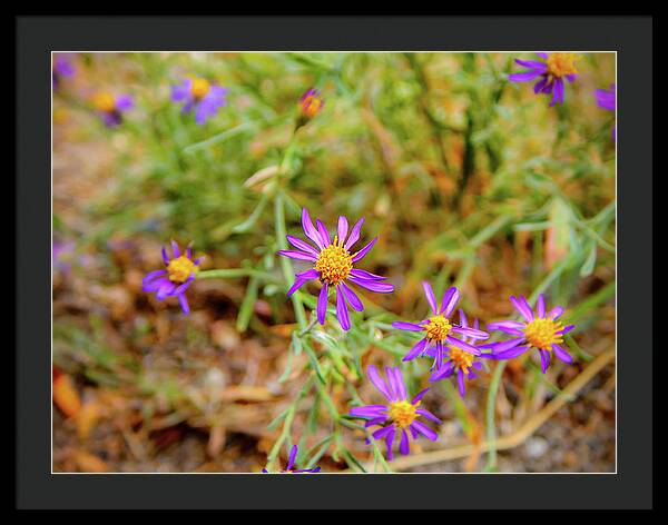 Dreamy Purple and Yellow Flowers Landscape - Framed Print